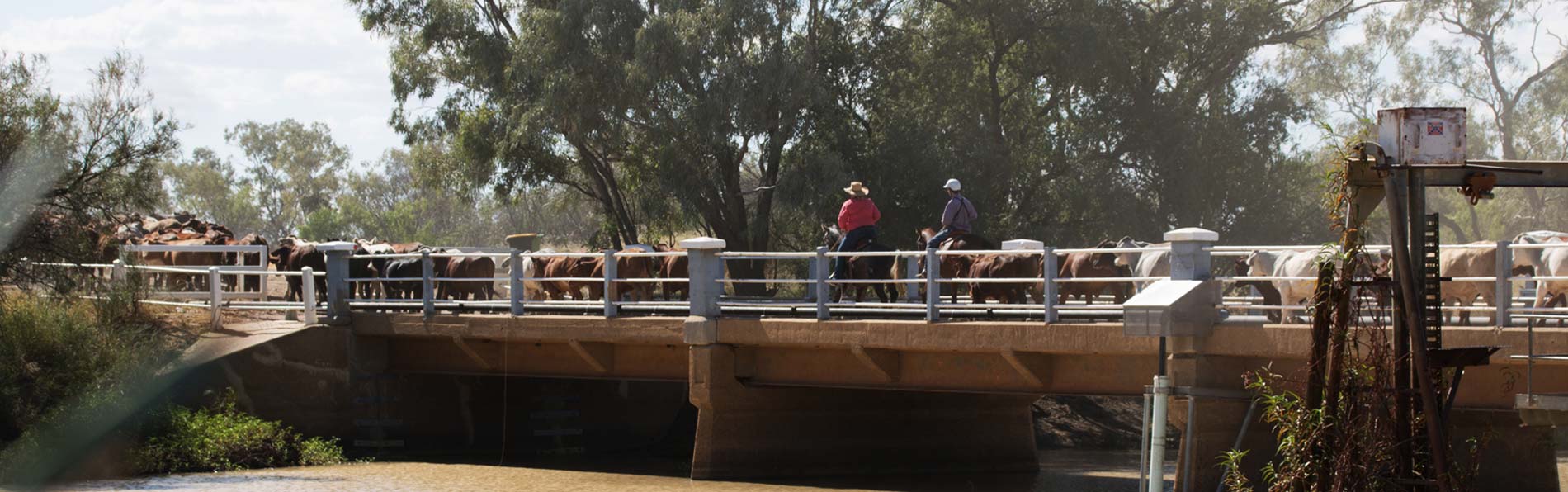 A cattle rustler walks his herd across a bridged crossing.